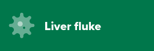 Liver Fluke