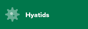 Hydatids